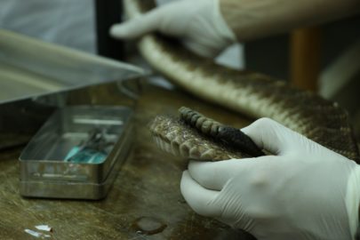 Antídotos más efectivos para envenenamientos por serpientes