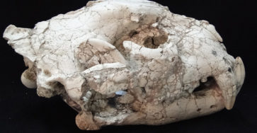 Hallaron en Formosa un fósil de yaguareté de casi 10 mil años