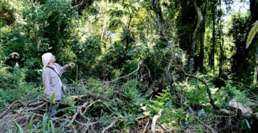 Los desechos importan: ¿Qué pasa cuando los pinos reemplazan a la selva?