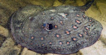 River stingrays, a little known species