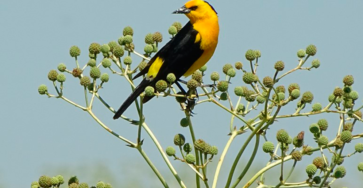 El tordo amarillo, el pájaro que necesita guardianes para seguir volando