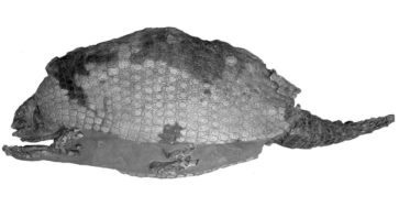 Reconstructing the evolution of the glyptodont