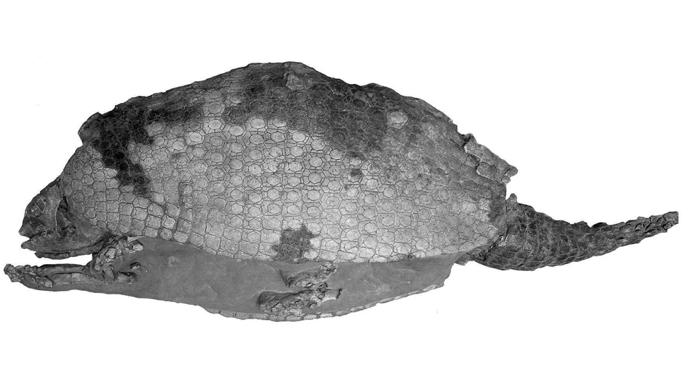 gliptodonte gliptodonte