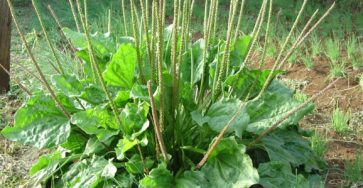 Plantas medicinales: ¿cómo las usan guaraníes, criollos y polacos?