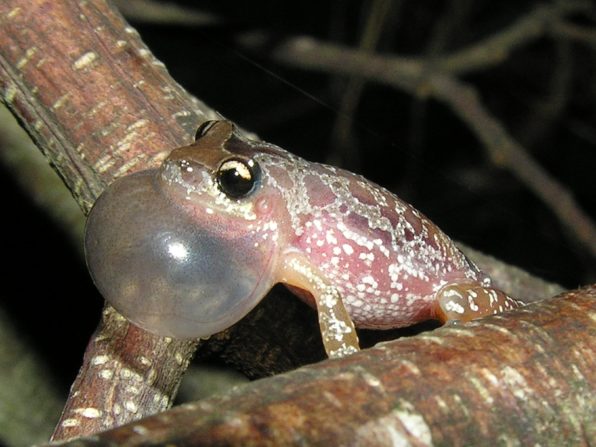 Una nueva especie de rana fue nombrada en homenaje a Fontanarrosa
