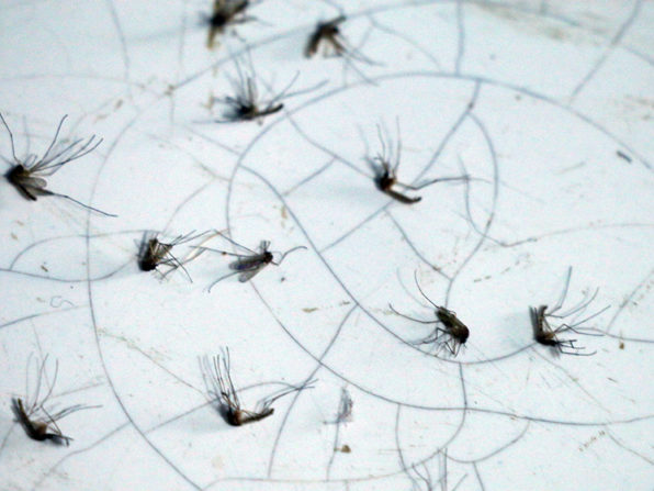 Crean un sistema para predecir brotes de dengue y zika