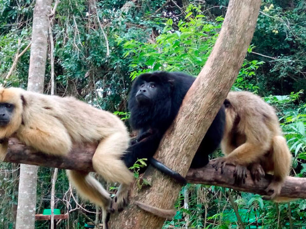 Identifican grupos genéticos de monos rescatados del tráfico ilegal