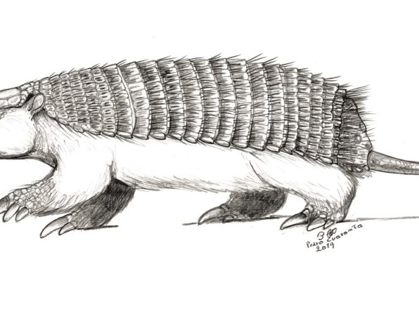 Hallan el primer fósil de pichiciego, el armadillo más pequeño del mundo